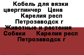 Кобель для вязки цвергпинчер › Цена ­ 1 500 - Карелия респ., Петрозаводск г. Животные и растения » Собаки   . Карелия респ.,Петрозаводск г.